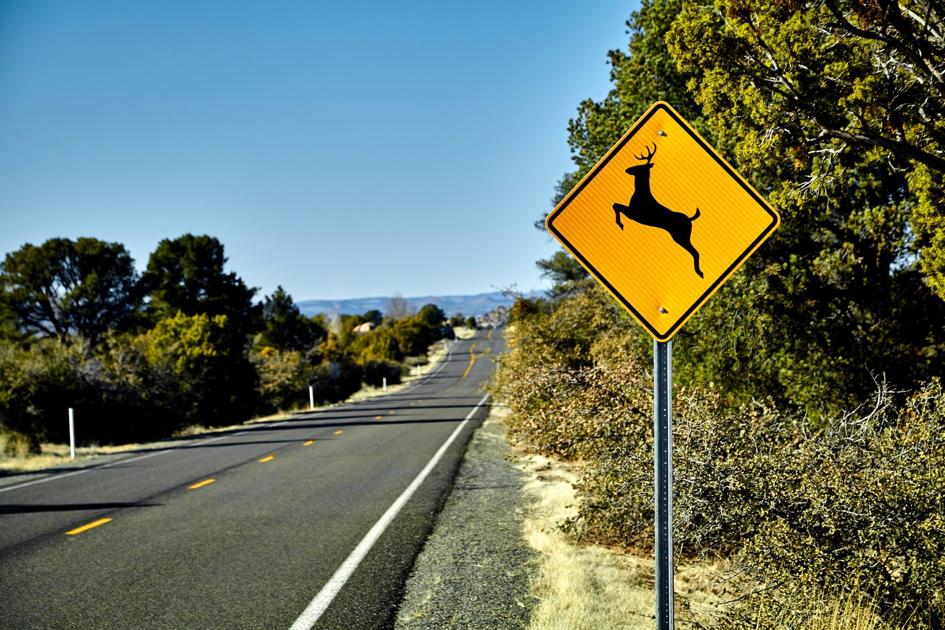 Landstraße durch den Wald in der Dämmerung mit Wildwechsel-Schild, typische Stelle für einen Wildunfall in der Teilkasko